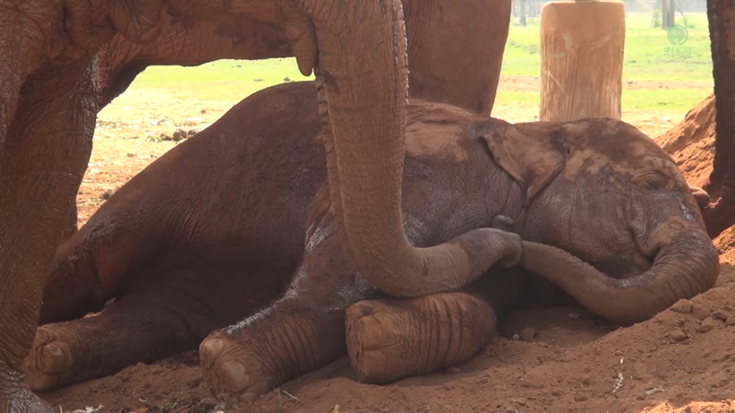 Слон укладывает спать слоненка — вся нежность и забота животного мира в одном видео 