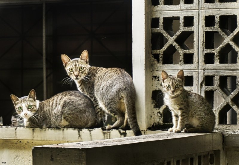 Очень колоритные уличные коты город, кот, кошка, улица, уличные кошки, эстетика