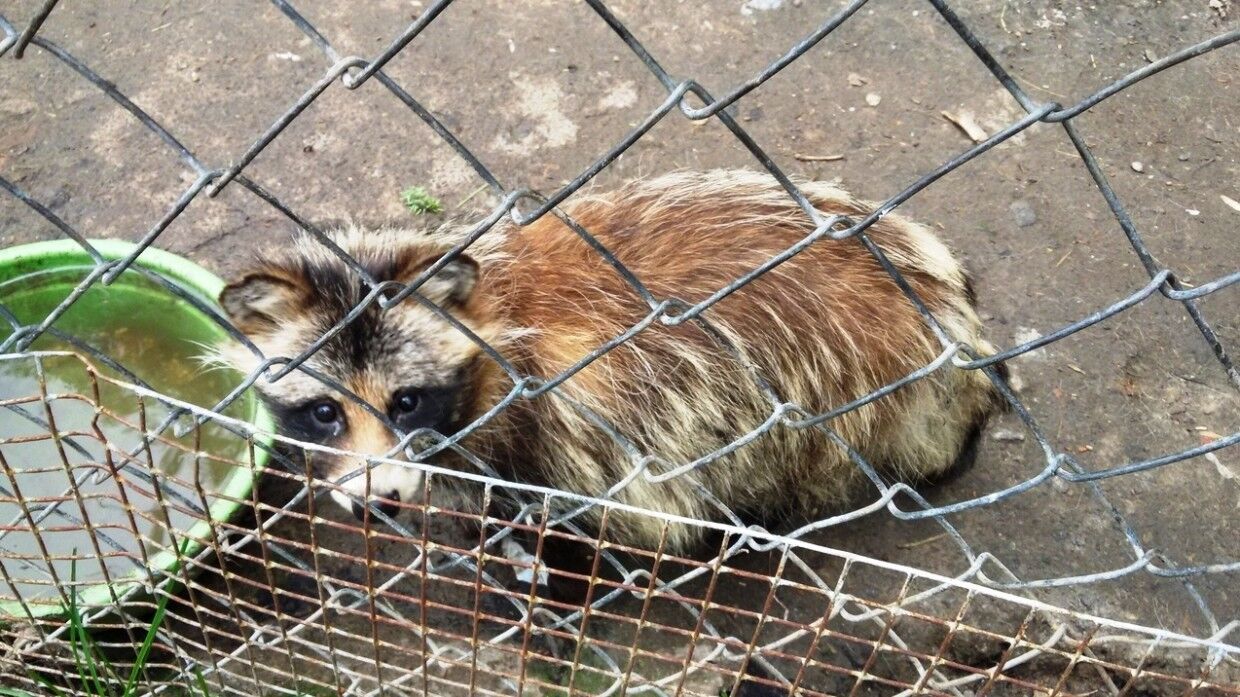животные североморск. животные североморск. медведица колымана якутская. животные североморск вк. животный мир города мурманск.