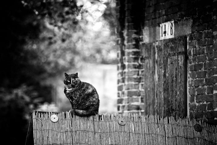 Кошки, которые сидят в неудобных местах: фотопроект Sabrina Boem Уютная подборка любимых питомцев