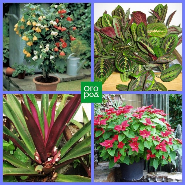 Какие комнатные растения соответствуют вашему знаку Зодиака Какие комнатные растения соответствуют вашему знаку Зодиака домашний досуг,комнатные растения