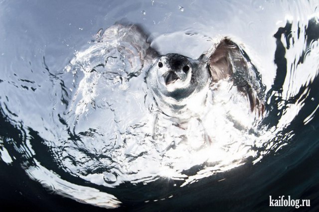   National Geographic 2015 (75 )