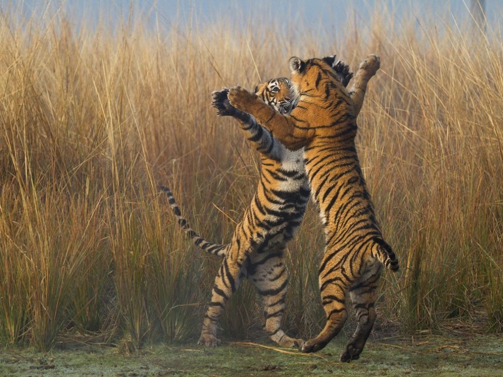 20   National Geographic