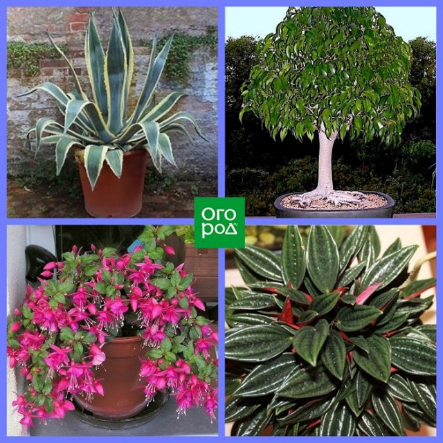 Какие комнатные растения соответствуют вашему знаку Зодиака Какие комнатные растения соответствуют вашему знаку Зодиака домашний досуг,комнатные растения