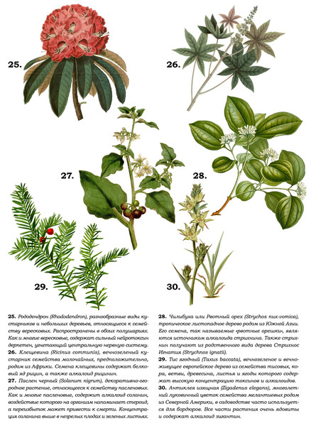 Цветы зла: большая энциклопедия ядовитых растений ботаника,наука,опасные растения,растения,яды