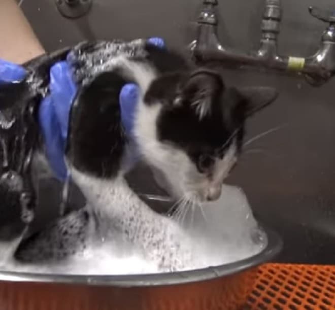 Котенка купают