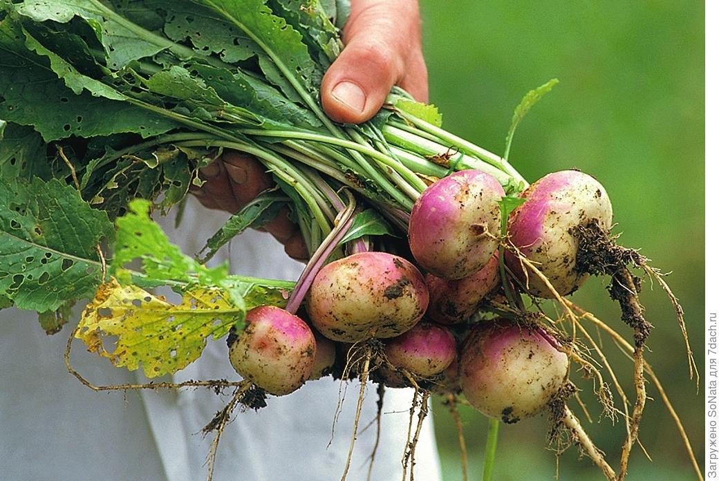 Проще пареной репы: 5 блюд из самого "сказочного" корнеплода вкусные новости,рецепты