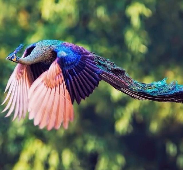 Удивительные фотографии очаровательных животных Удивительные фотографии очаровательных животных