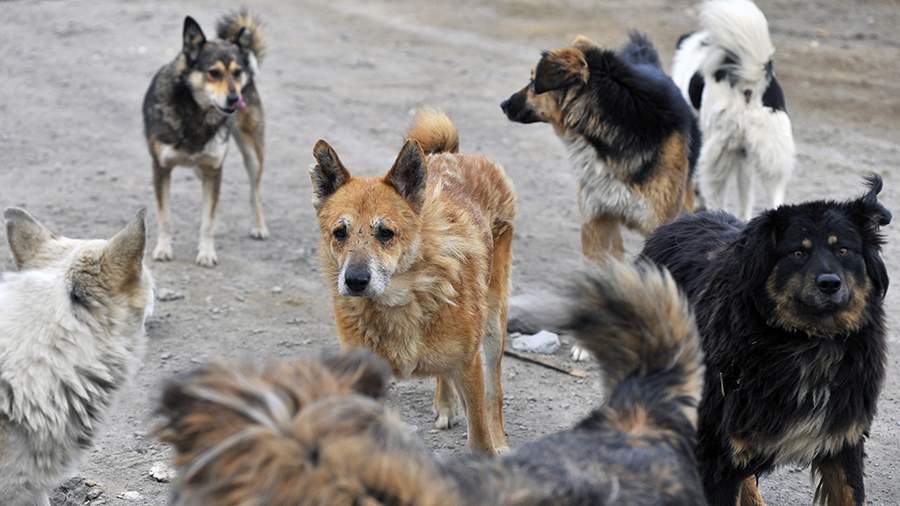 Бродячие собаки напали на 13-летнюю девочку в селе в Бурятии