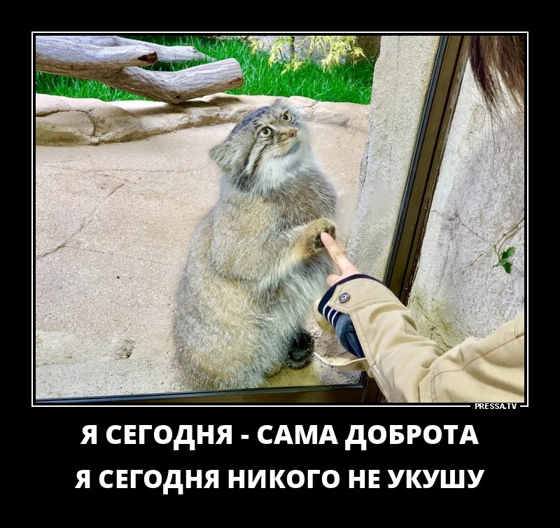 Смешные и веселые жизненные демотиваторы Смешные и веселые жизненные демотиваторы