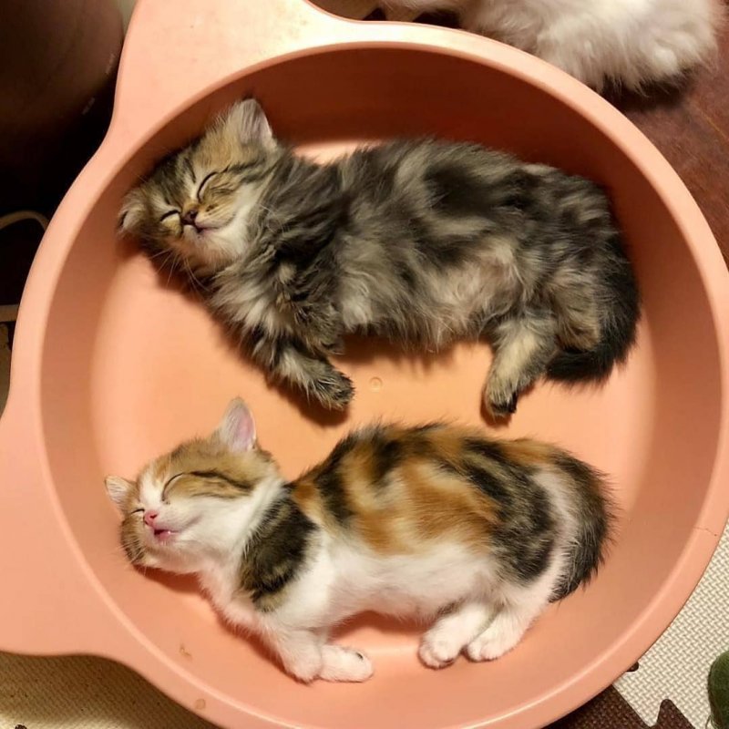 20 фото милейших котят, которые растопят сердце любого 20 фото милейших котят, которые растопят сердце любого кот, котенок, кошка, милый