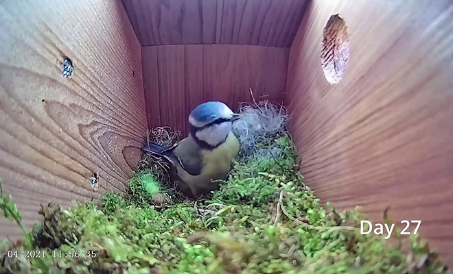 Камеру установили в коробку и стали наблюдать, как птица строит гнездо. Процесс занял 45 дней Культура