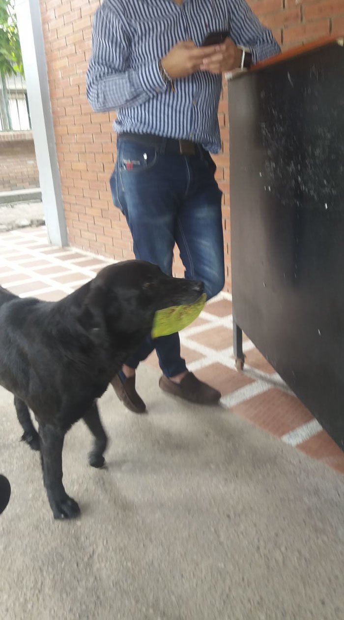 Собака научилась покупать еду за собственную валюту