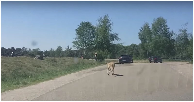 Французские туристы вышли из автомобиля прямо перед стаей гепардов