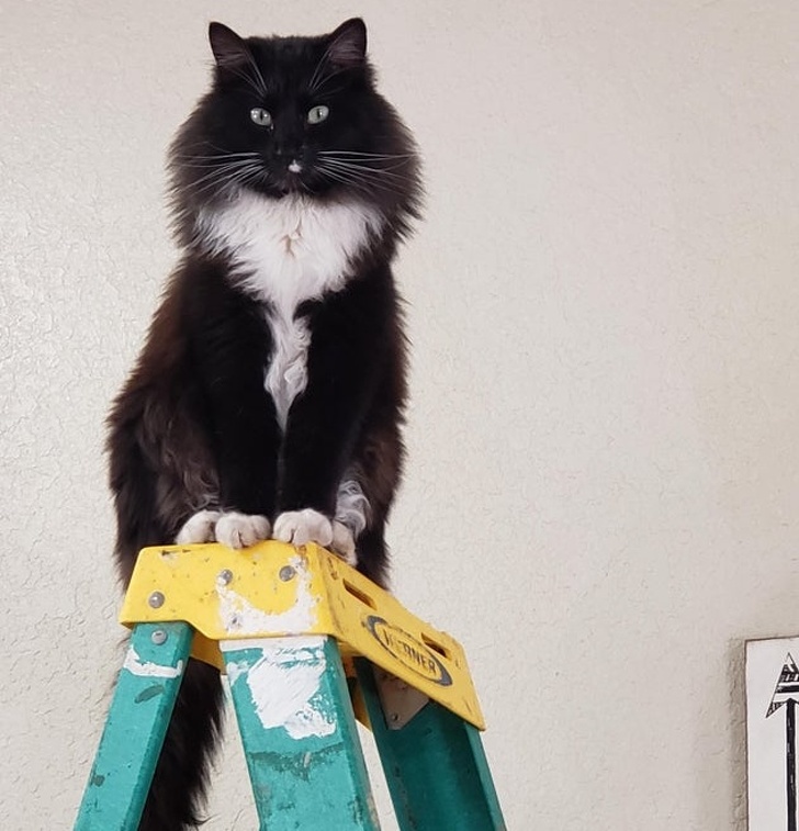 18 начинающих кошатников, которые уже пожалели, что впустили в дом этого мурлыкающего монстра 18 начинающих кошатников, которые уже пожалели, что впустили в дом этого мурлыкающего монстра