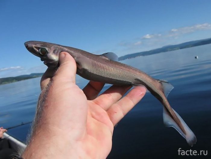 Самые маленькие животные в мире животные,интересное,природа,рекорды