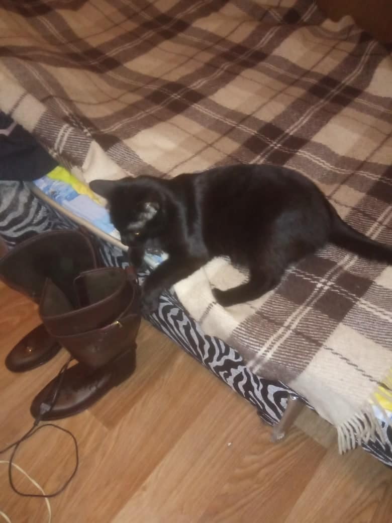 кот на кровати