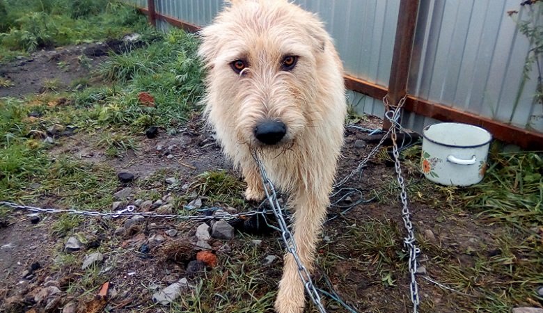 приют на грани закрытия. приют сегежа. сегежа,приют для собак. приют верный друг сегежа. детдом сегежа.