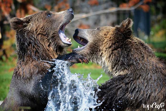 10 исчезающих животных: Гризли. CC0