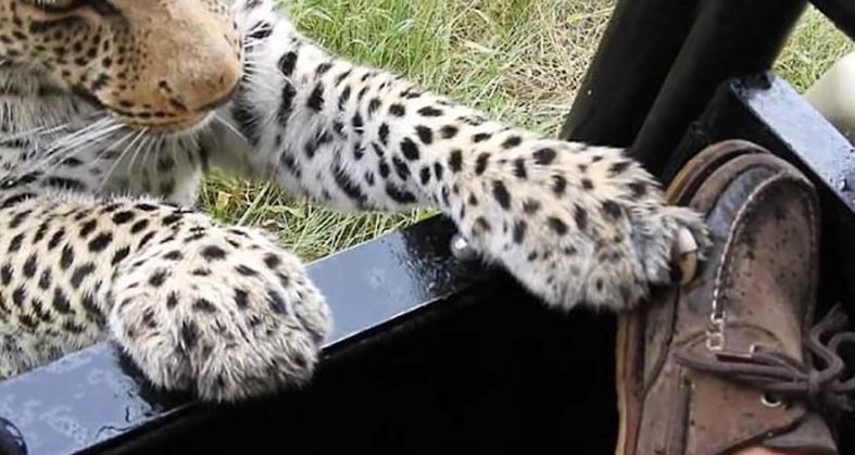 Турист, посетивший заповедник в Ботсване, разрешил леопарду попробовать на зуб свою обувь ботсвана, животные, леопард, обувь, турист