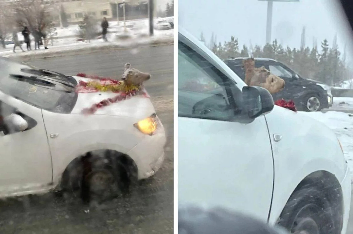 В Омске ищут водителя автомобиля с головой косули на капоте