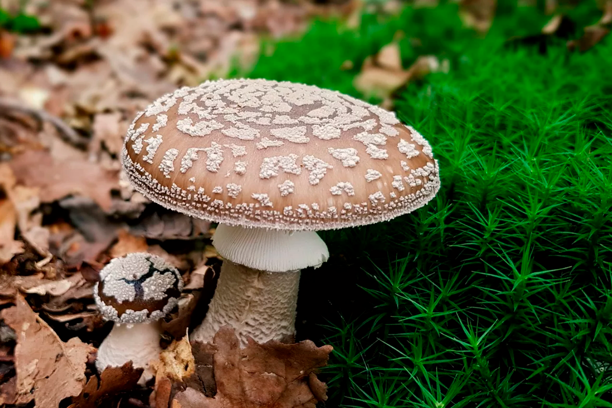 Топ-5 самых ядовитых грибов в России здоровье,питание
