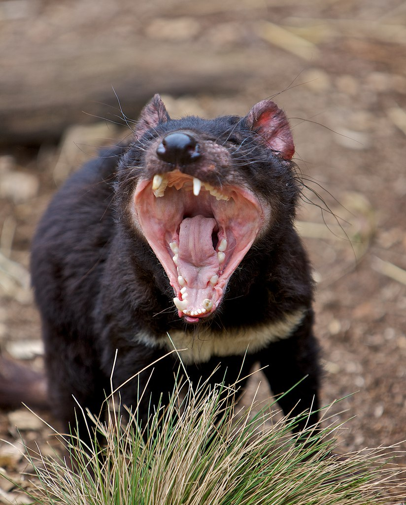 Тасманийский сумчатый дьявол. Сумчатые млекопитающие Тасманийский дьявол. Сумчатый дьявол в Австралии. Тасманский дьявол в Австралии.