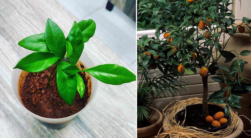 Кумкват или кинкан: как вырастить в домашних условиях комнатные растения,садоводство