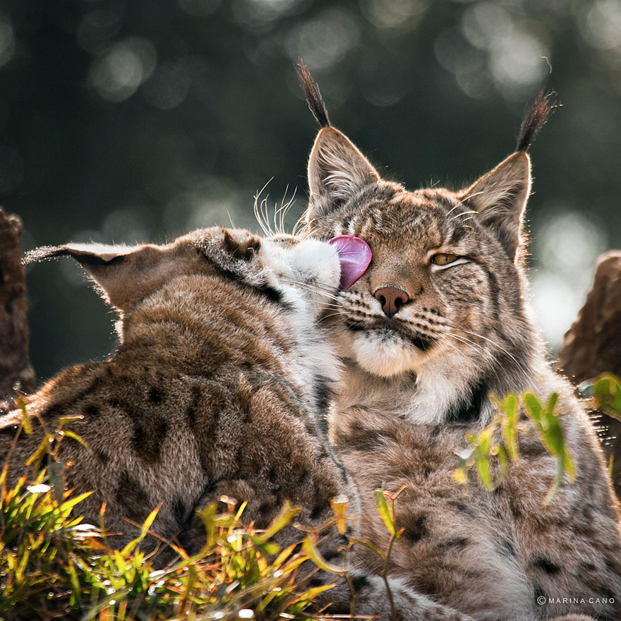 Забавные животные. часть 130 ( 50 фото )