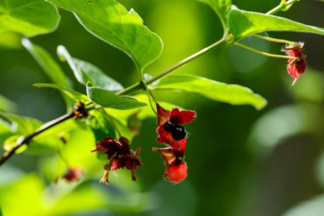 Декоративная жимолость: размножение, выращивание, 15 лучших видов и сортов дача,ландшафтный дизайн,сад и огород,садоводство