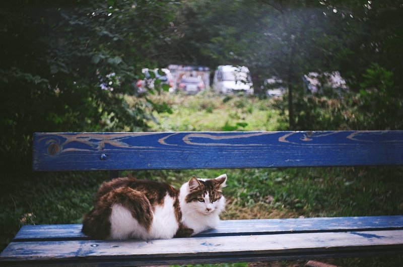 Очень колоритные уличные коты город, кот, кошка, улица, уличные кошки, эстетика
