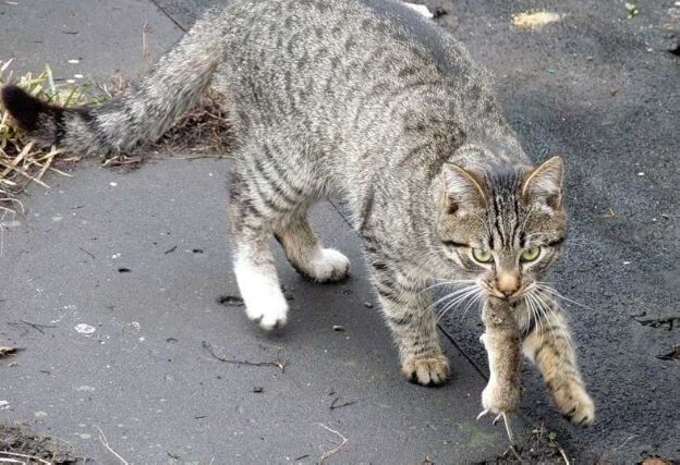 Наглый кот спокойно сидел на столе и доедал семгу Наглый кот спокойно сидел на столе и доедал семгу не всё так грустно