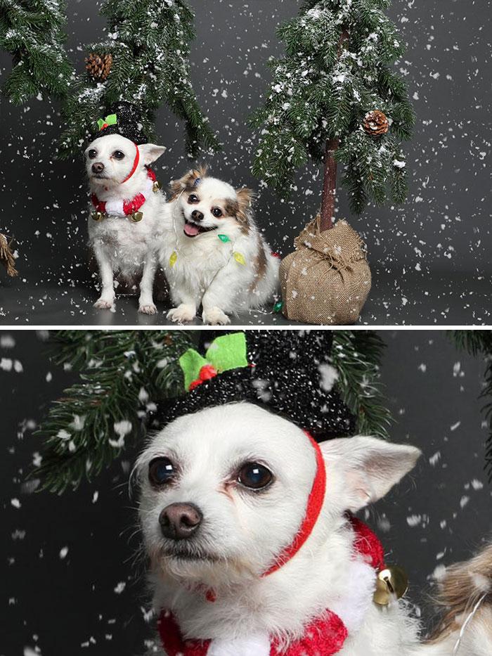 Снимите это немедленно: 20 домашних животных в ужасных новогодних костюмах — фото наряды, крайне, своим, питомцам, Кажется, смотрится, нравится, оленя, подобные, решил, только, просто, хозяевам, праздничных, некоторые, рожками, шапке, вполне, праздничные, Только