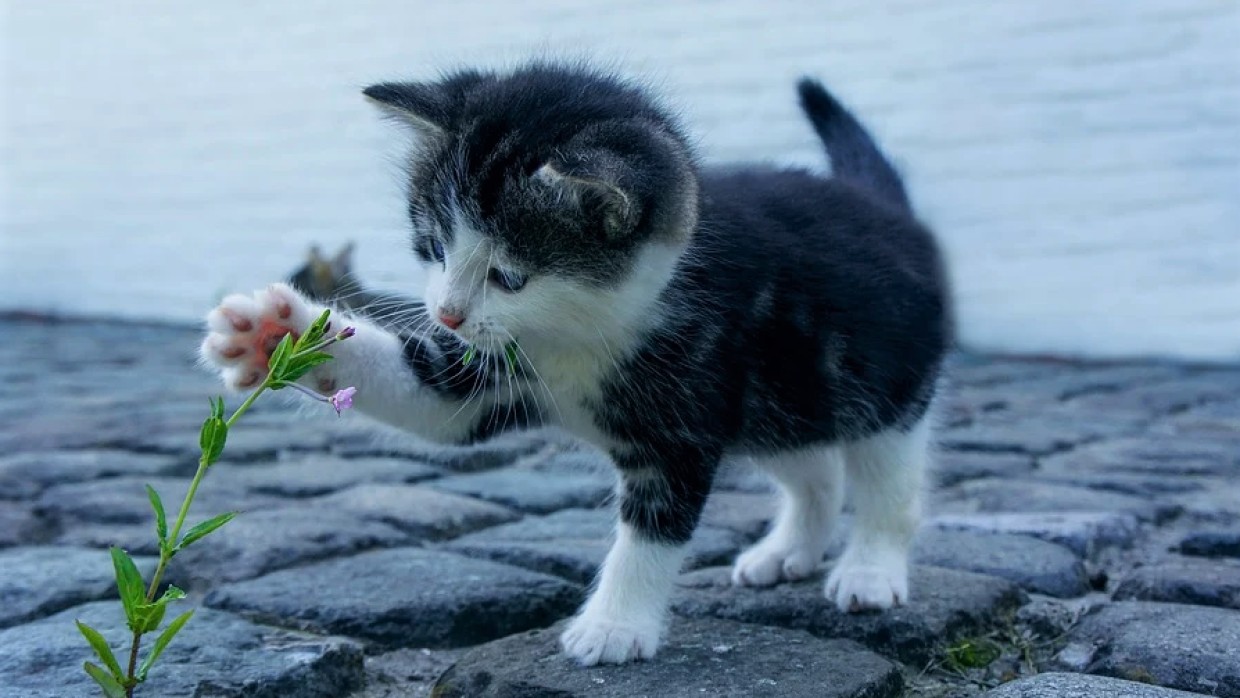 Маленький котенок-дальнобойщик проехал более 24 тысяч километров по всей России