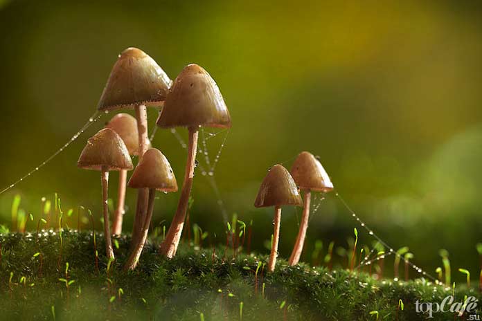 Псилоцибиновые грибы: Интересные факты