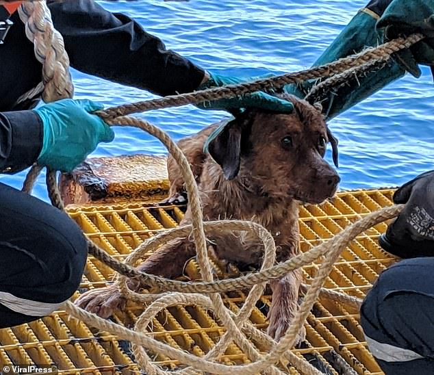 Cпасли собаку в море за 217 километров от берега Новости, Собака, Море, Таиланд, Спасение, Позитив, Длиннопост