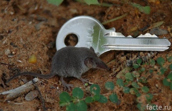 Самые маленькие животные в мире животные,интересное,природа,рекорды