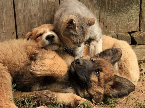 Мой ласковый и нежный друг кошка "Псейка" не всё так грустно