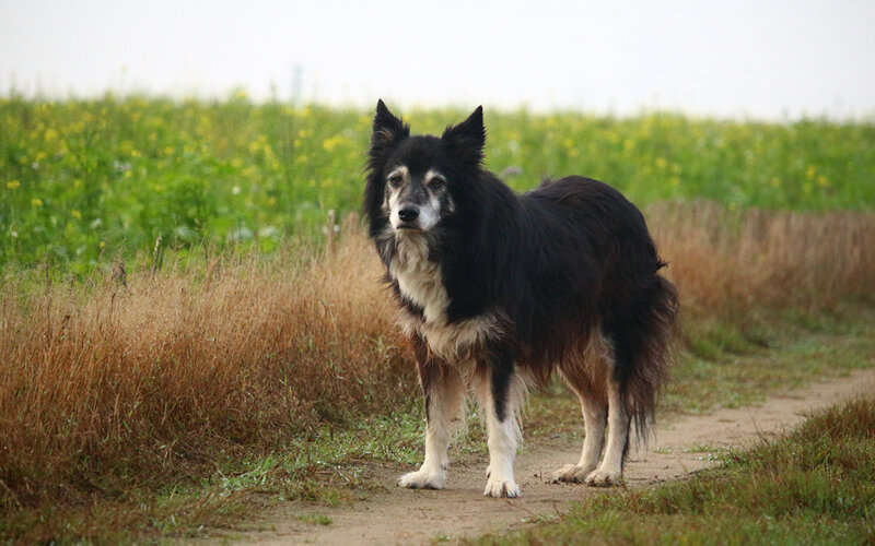 Пожилые собаки толстеют не только из-за того что становятся менее активными. Основная причина- серьезное изменение энергетических потребностей их организма. Фото rihaij/Pixabay 