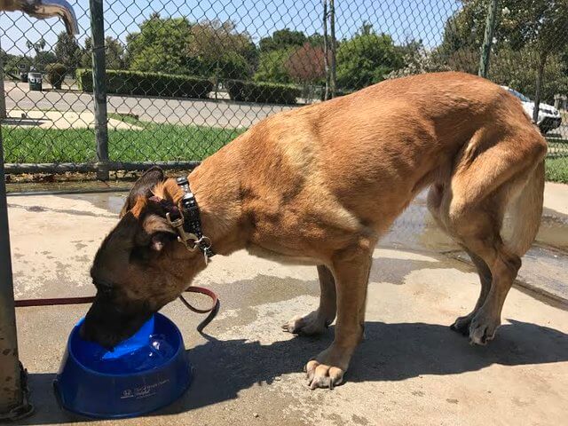 shelter-dog-13