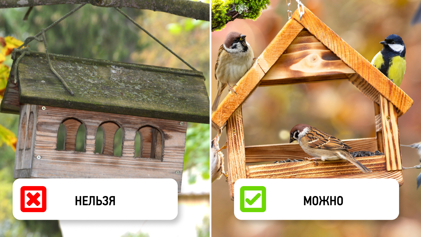 Почему птицы могут избегать кормушки: 7 неочевидных причин Почему птицы могут избегать кормушки: 7 неочевидных причин могут, кормушку, птицы, мелких, должна, нужно, кормушки, особи, время, чтобы, заметить, птицам, мешая, сетчатые, бортики, можно, делать, разные, более, новому