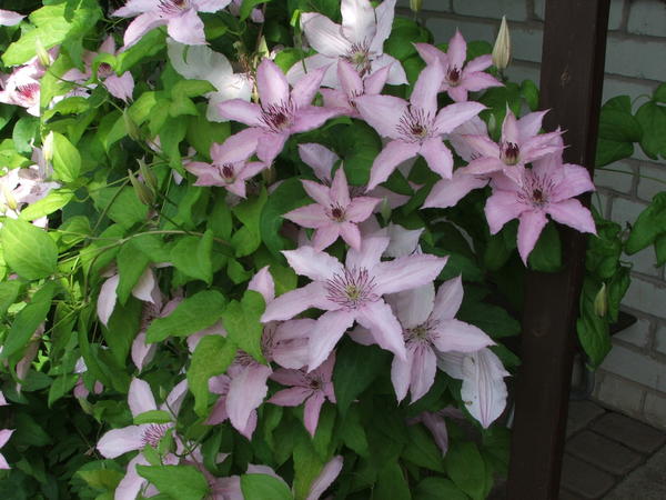 Клематис 'Hagley Hybrid'