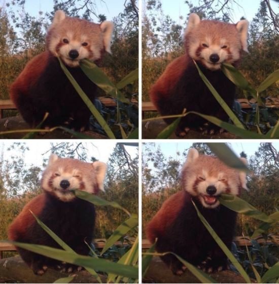 Удивительные фотографии очаровательных животных Удивительные фотографии очаровательных животных