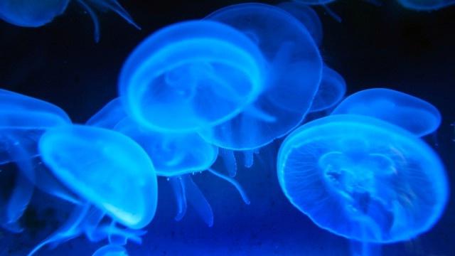 Насколько опасны медузы Черного моря?