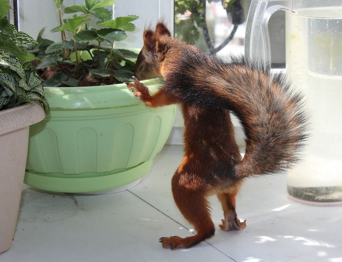 Животные, белка, позитив