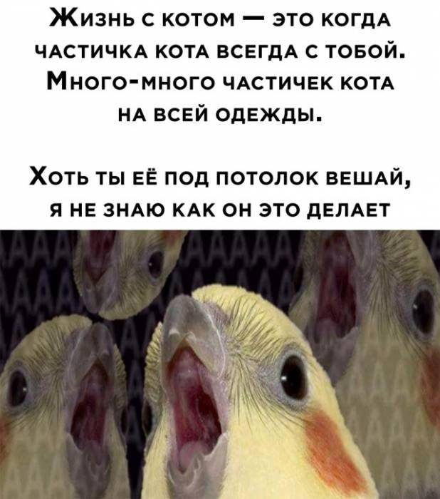 Немного прикольных моментов Немного прикольных моментов позитив,смешные картинки,юмор