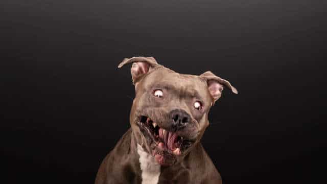 собака на фото