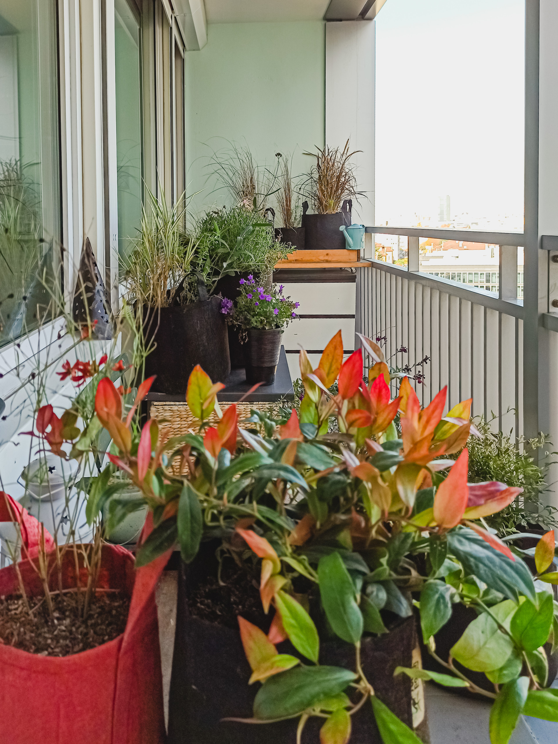 6 проектов: Что сажают на своих балконах французы растений, Изабель, растения, балкона, полутени, балконе, чтобы, хотела, ставим, можно, создать, солнце, растениями, требуют, балкон, горшки, района, лаванду, травами, стоит