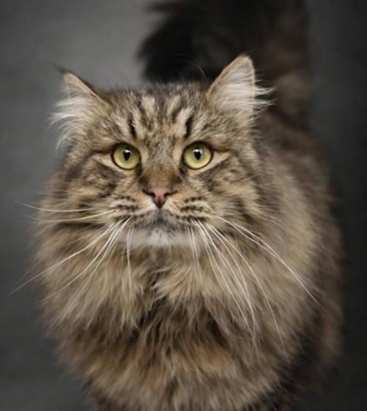 Котопёс недели: возьмите из приюта ласковую собаку Блум или нежного кота Аркадия format-article,noindex,аркадий (ii),вирта,фонд,В курсе,вн,тер,г,муниципальный округ Бутырский [95251326],г,Москва [1405113],НадоБратьЗимой2026,ул,Новодмитровская [1413312]