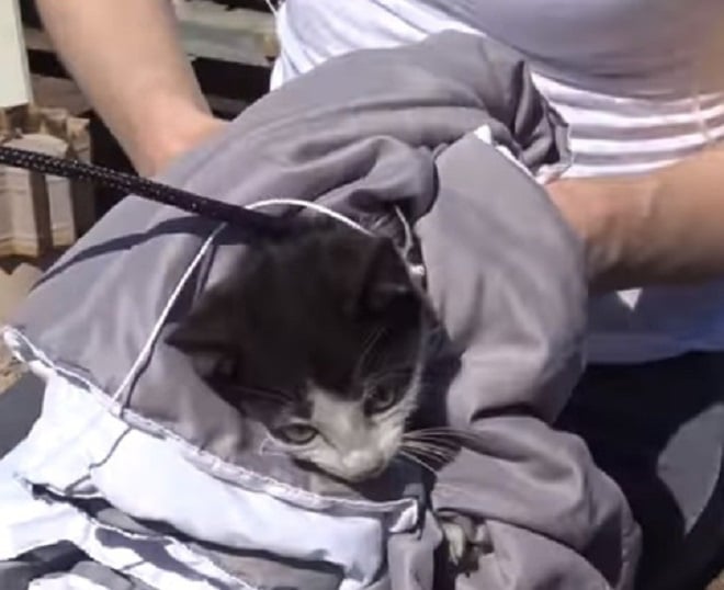 Котенка несут